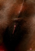 ATK hairy Alexis Set