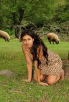 ATK hairy Ambar in exotic and hairy