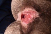 ATK hairy Amelia Cole Set