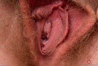 ATK hairy Apricot Pitts Set