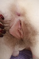 ATK hairy Apricot Pitts Set