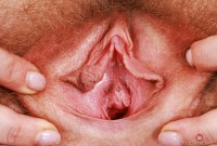 ATK hairy Apricot Pitts Set
