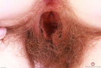 ATK hairy Apricot Pitts in young and hairy