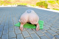 ATK hairy Beryl Aspen Set