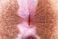 ATK hairy Bratty Wolfie in young and hairy