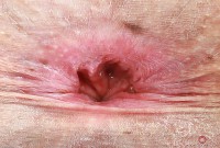 ATK hairy Ella Nova Set