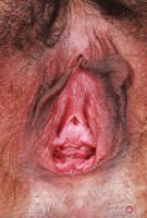 ATK hairy Gemma Naya Set