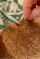 ATK hairy  in mature and hairy