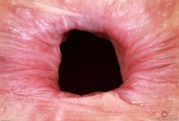 ATK hairy Jackie Hoff Set