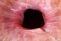 ATK hairy Jackie Hoff Set