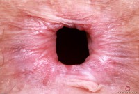 ATK hairy Jackie Hoff Set