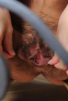 ATK hairy Zoey Kush Set