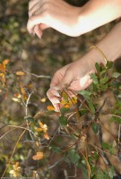 ATK hairy  in young and hairy