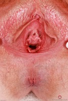 ATK hairy Kitty Strange Set