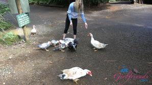 ATK Aunt Judys  in Virtual vacation