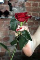 ATK hairy Evelyne Set