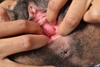 ATK hairy Olivia Green Set