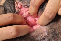 ATK hairy Olivia Green Set