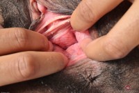 ATK hairy Olivia Green Set