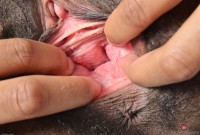 ATK hairy  in exotic and hairy