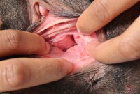 ATK hairy  in exotic and hairy