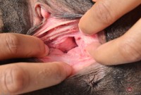 ATK hairy  in exotic and hairy