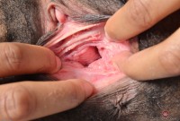 ATK hairy  in exotic and hairy