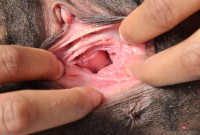 ATK hairy  in exotic and hairy