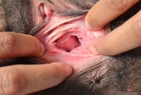 ATK hairy  in exotic and hairy