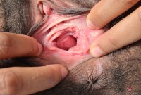 ATK hairy  in exotic and hairy