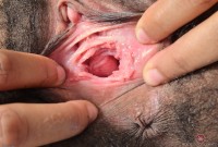 ATK hairy  in exotic and hairy