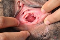 ATK hairy Olivia Green Set