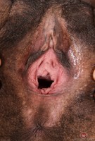 ATK hairy  in exotic and hairy