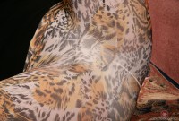 ATK hairy Paulette Set