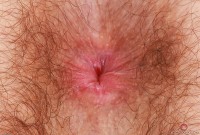 ATK hairy Pearl Sage Set