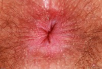 ATK hairy Pearl Sage Set