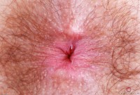 ATK hairy Pearl Sage Set