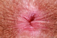 ATK hairy Pearl Sage Set