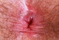 ATK hairy Pearl Sage Set