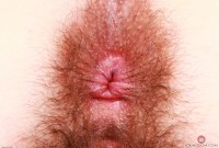 ATK hairy Pearl Sage Set