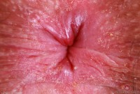 ATK hairy Pearl Sage Set