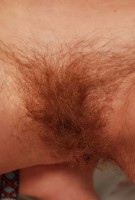 ATK hairy Rose in young and hairy