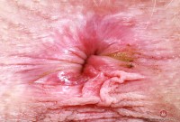 ATK hairy Sahara Skye Set