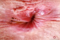 ATK hairy Sahara Skye Set