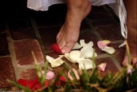 ATK hairy Sativa Verte in exotic and hairy