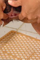 ATK hairy  in hairy fun