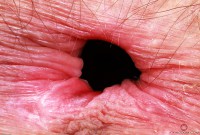 ATK hairy Sia Wood Set