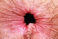 ATK hairy Sia Wood in young and hairy