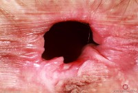 ATK hairy Sia Wood in young and hairy