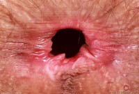 ATK hairy Sia Wood Set